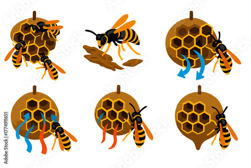 Wasp Nest Construction. Isometric vector illustration set Social wasp nest construction: wasps building nest combs, papermaking