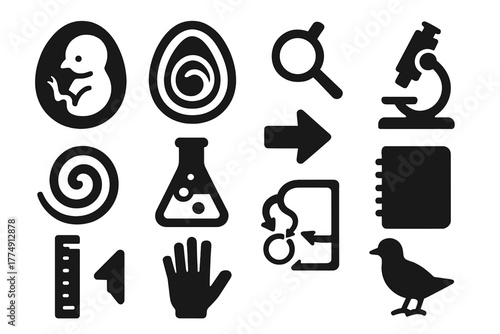 Embryology Icons Collection. Solid style icons of embryology and development: chick embryo, egg cross-section, magnifying glass,