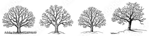 Winter Bare Oak Tree Silhouette Set – Detailed Leafless Trees Vector Collection for Seasonal Designs