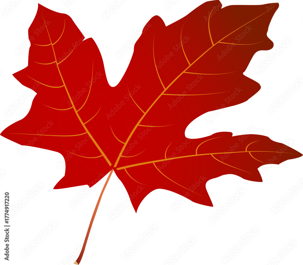 Obraz premium Red maple leaf with arc +25 effect — isolated vector for autumn design, stickers, cards, crafts and print projects. EPS + high-res JPEG included.
