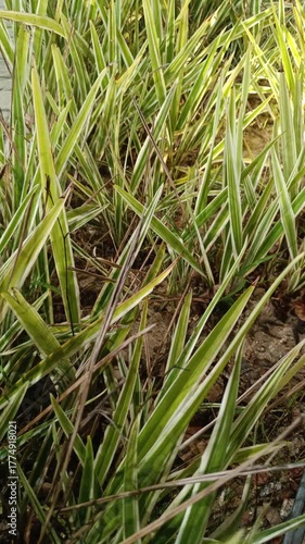 Green grass in the wind