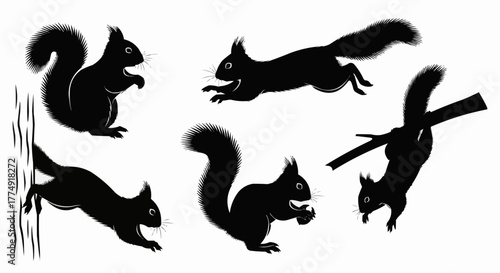Cute squirrel silhouette set showing sitting and nut holding poses isolated on white background for modern wildlife design use