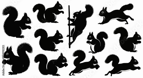 Cute squirrel silhouette set showing sitting and nut holding poses isolated on white background for modern wildlife design use