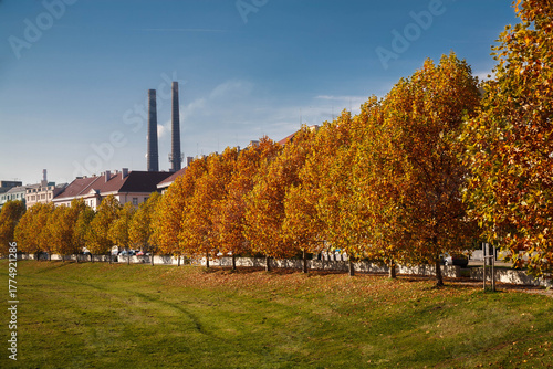 Autumn gold color trees czechia