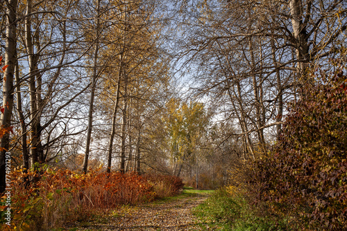 Giant tree in autumn forest way