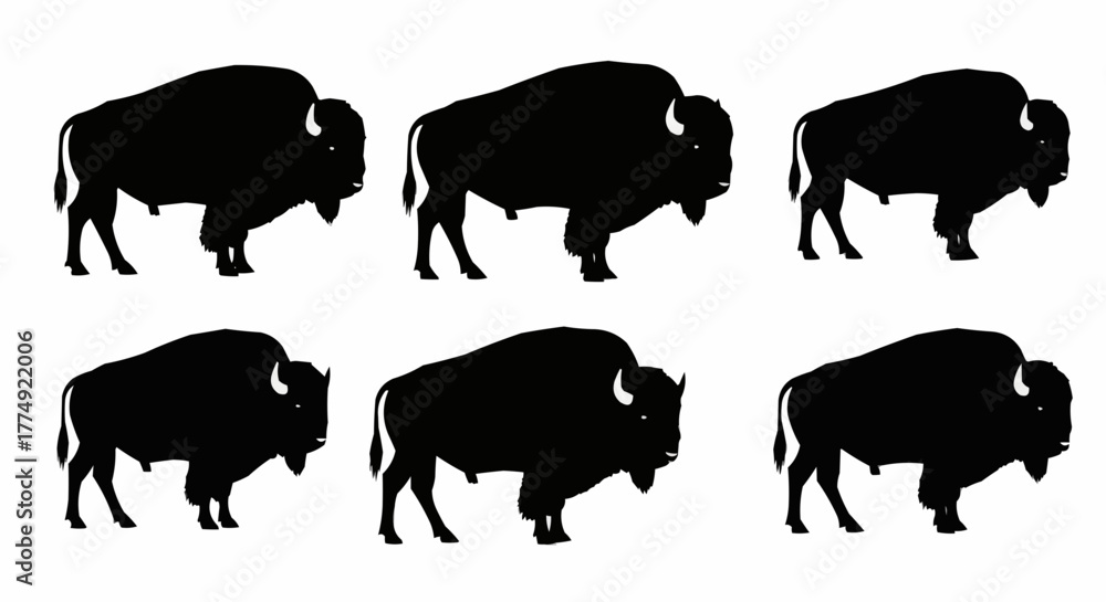 Obraz premium American bison