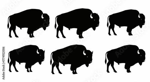 American bison
