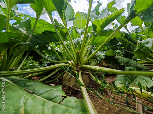 Close view of sugar beet plants growing under a bright sky in a field, showcasing their lush green leaves and healthy roots