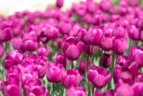Beautiful field with pink and purple tulips under sun