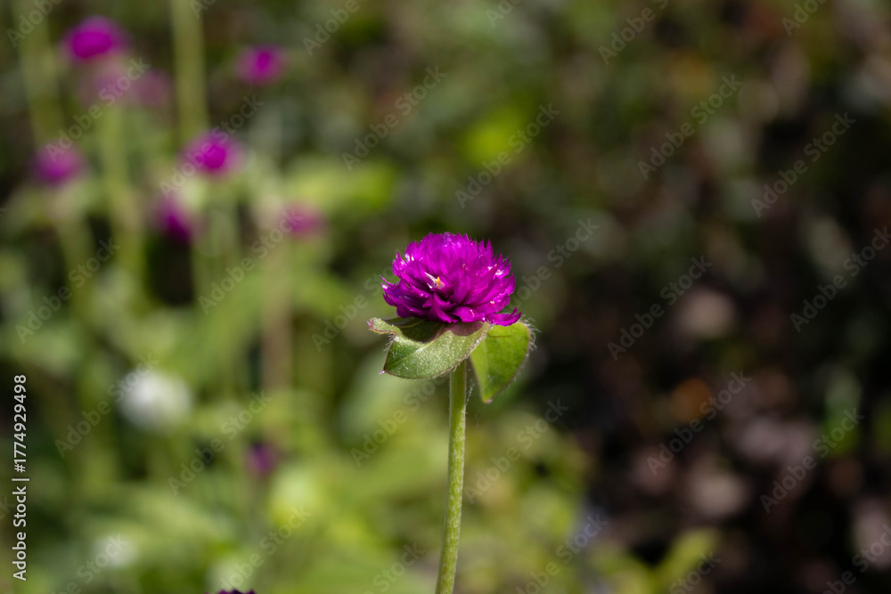 Fototapeta premium purple world in the meadow