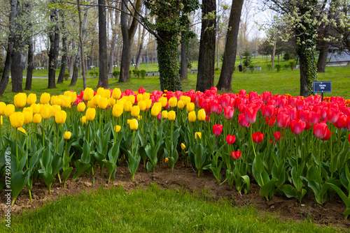 Beautiful red and yellow tulips planted in the park