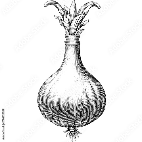 Engraved illustration of a unique onion design featuring intricate details and artistic elements in a vector format