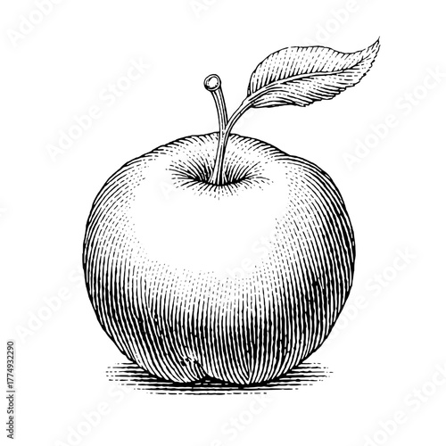 Engraved apple illustration showcasing detailed lines and textures, perfect for vintage design enthusiasts