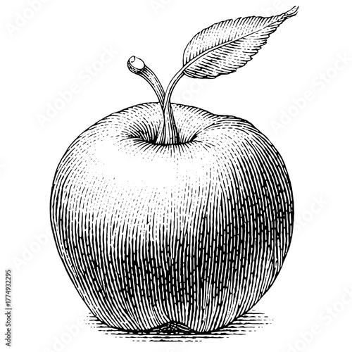 Engraved vector illustration of a fresh apple with detailed lines and shading