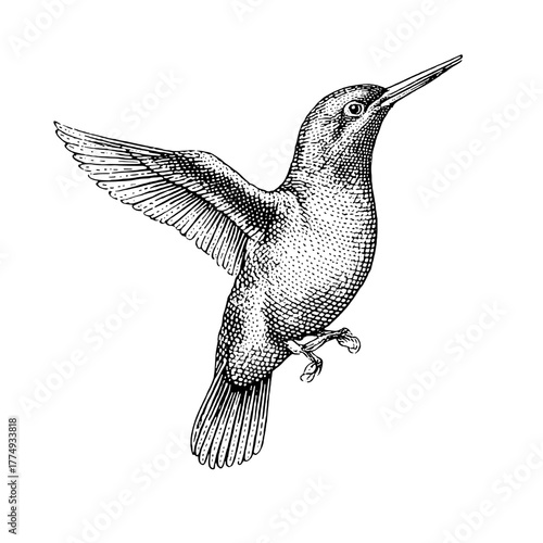 Engraved illustration of a hummingbird in mid-flight showcasing its delicate wings and intricate details in a captivating design