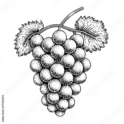 Beautiful engraved illustration of a cluster of grapes with detailed leaves in a visually striking style