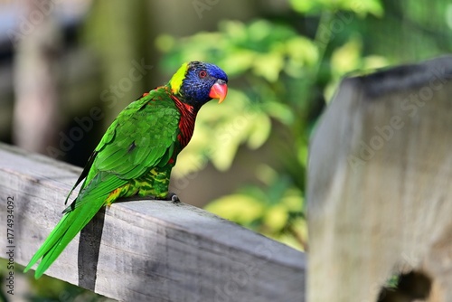 Lorikeet perched on a fence rail