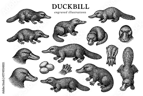 Engraved illustrations of the unique duckbill species showcasing various angles and details in creative art form