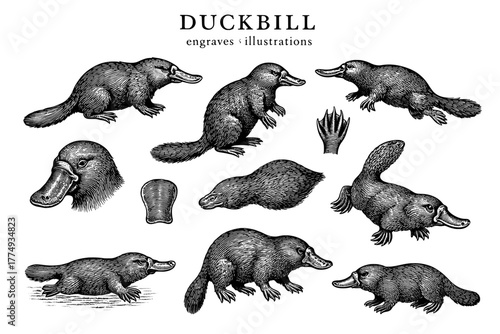 Unique engraved illustrations showcasing the fascinating anatomy and features of the duckbill platypus in a vintage style