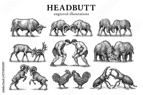 Intricate engraved illustrations capturing the dynamic encounters of headbutting animals and figures in a stunning vector bundle