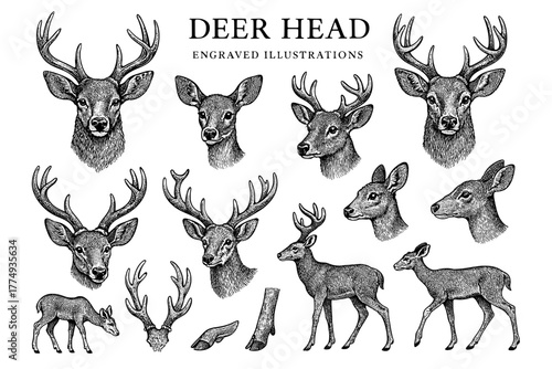 Collection of engraved deer head illustrations showcasing intricate details and various poses in a vintage style