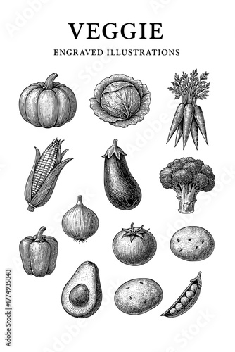 Engraved illustrations of fresh vegetables showcasing a diverse assortment of farm produce in intricate detail