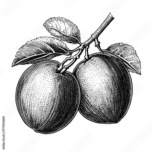Engraved illustration of two plums with leaves showcasing their rich texture and detail in a vintage style