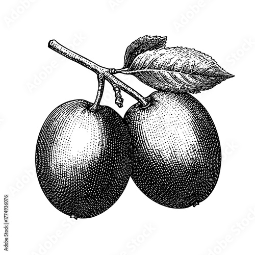 Engraved illustration showcasing a pair of plump fruits on a delicate branch with leaves in a vintage style