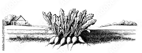 Engraved illustration of a lush garden with vibrant plants near a quaint countryside house