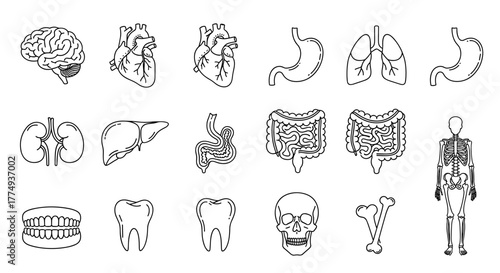 Collection of stylized white line art icons depicting human internal organs, teeth, bones, and skeleton on a black background, perfect for medical, educational, and scientific applications, suitable
