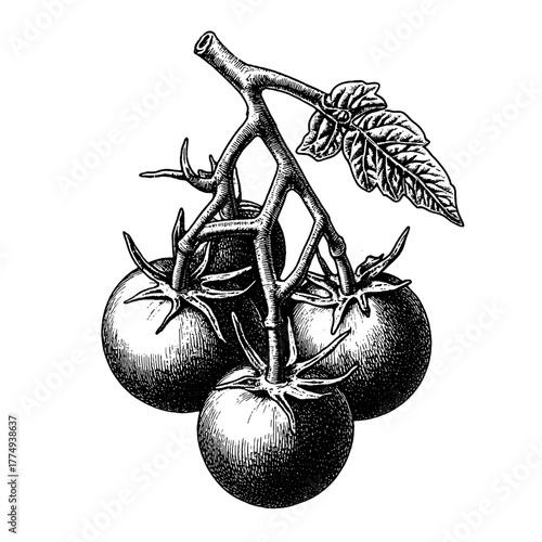 Engraved illustration of three ripe tomatoes hanging from a branch in a fresh garden setting