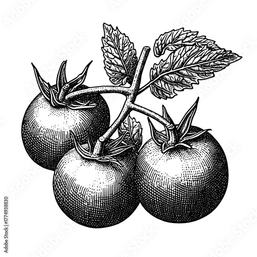 Engraved illustration showing three ripe tomatoes on a vine with detailed leaves