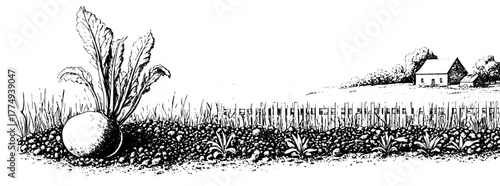 Engraved illustration of a rural landscape featuring a large carrot and a quaint farmhouse in the background