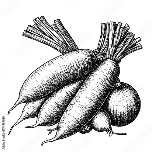 Engraved illustration of fresh root vegetables arranged together in a detailed artistic design