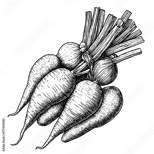 Engraved illustration of a bunch of fresh radishes with leafy tops, perfect for design and culinary projects