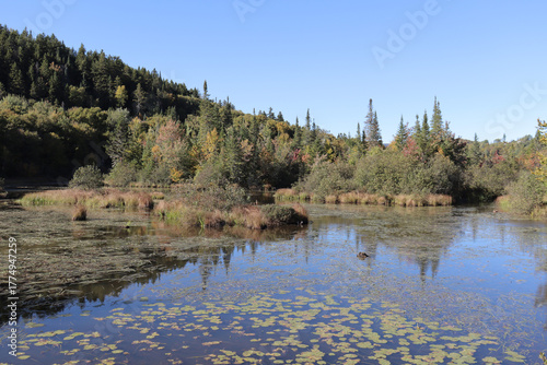 Preservation of humid environment and swamp at the St-Charles lake in the Quebec city aera. Nature preservation and natural environment in national park. Bog and marsh and autumn landscape.