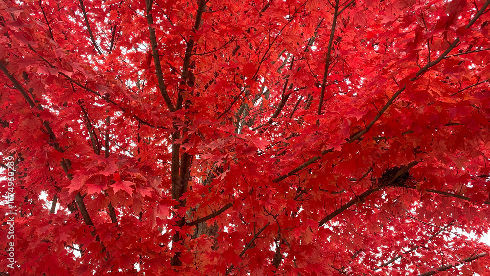 Fototapeta premium Red Leaves and Tree Branches with Bird Nest in the Fall