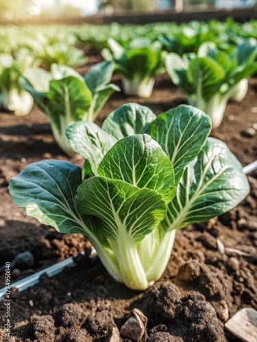 Wallpaper Mural Chinese cabbage growing in the ground with multiple plants Torontodigital.ca