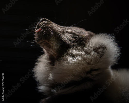 Papier peint A close-up artistic wildlife image of a lemur eating a red bell pepper, captured