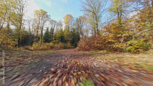 fpv drone flying over forest path on a sunny autumn morning with fall colours in Vosges