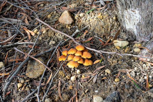 A clump of yellow capped mushrooms among the leaf litter on the forest floor, Cradle Mountain - Lake St Clair National Park, Tasmania, Australia