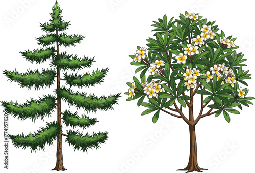 Conifer tree with needle foliage, flowering tree with white yellow blossoms, seasonal contrast, botanical diversity, gardening, landscaping, nature harmony