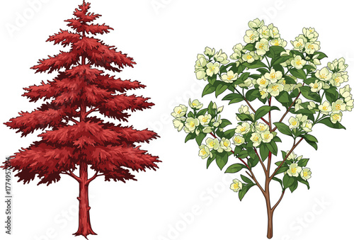 Red conifer tree with dense foliage, green shrub with white blossoms, seasonal contrast, botanical diversity, gardening, landscaping, nature harmony