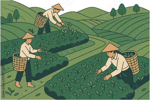 Farmers in traditional hats harvesting tea leaves in a scenic green field