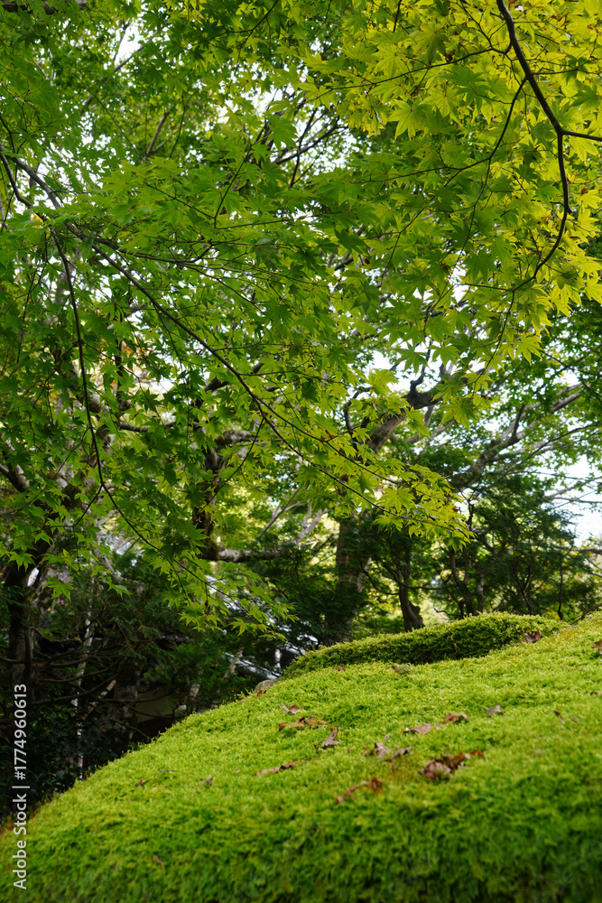 Obraz premium 京都大原寂光院の参道風景