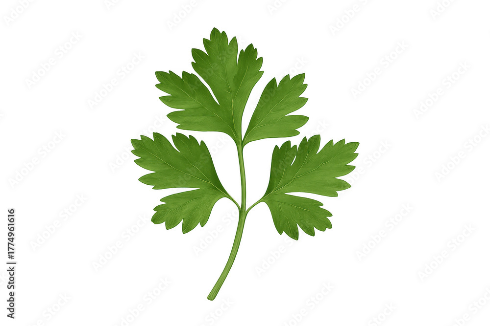 Fototapeta premium Parsley fresh herb green leaf with transparent background for culinary and healthy cooking concepts