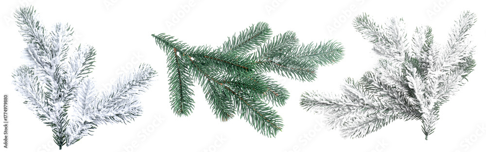 Naklejka premium Christmas tree branches isolated on white, set