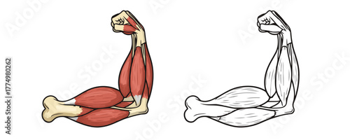 Detailed anatomical illustration of a strong human bicep muscle flexed in color and black and white outline for biology and fitness design