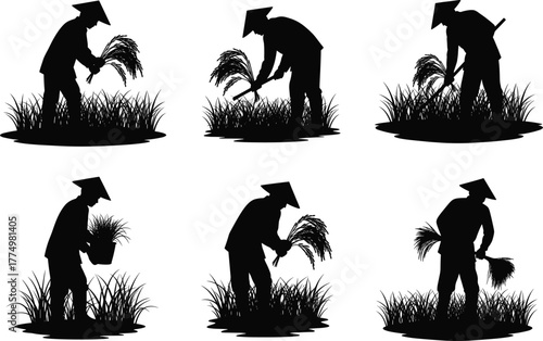 Traditional Asian farmers harvesting rice plants vector illustration showing agricultural work, rural lifestyle, crop cultivation, and manual field farming process.