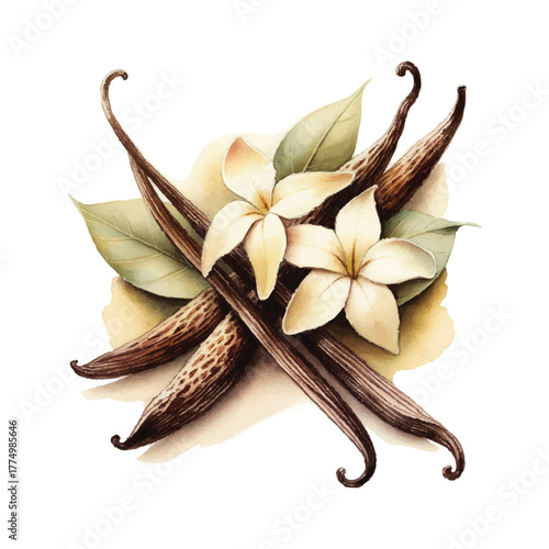 Vanilla Bean Flower Vector Still Life Illustration
